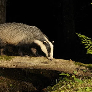Badger (Meles meles) walking along log at night, Mid Devon, England, September