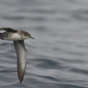 Balearic shearwater (Puffinus mauretanicus) in flight over Irish sea off Pembrokeshire coast