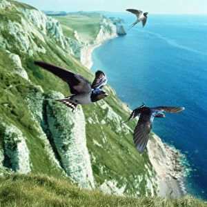 Barn swallow (Hirundo rustica) group over the cliffs of southern England (digitally