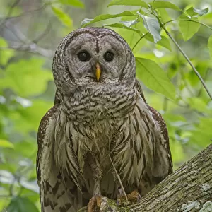 Barred Owl (Strix varia) perched, Corkscrew Swamp Audubon Sanctuary, Florida, USA, March