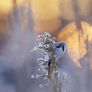 Bearded reedling (Panurus biarmicus) on frosty reed seed head, Helsinki, Finland, January