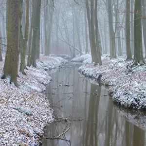 Beech (Fagus sylvatica) woodland reflected in stream, snow on banks
