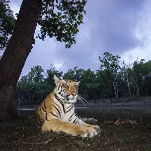 Bengal tiger (Panthera tigris tigris) sub adult tigress resting at dusk. Kanha National Park