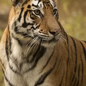 Bengal tiger (Panthera tigris tigris) female, portrait. Bandhavgarh National Park, India