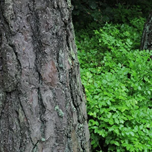 Bilberry (Vaccinium myrtillus) plants growing around the base of Pine trees (Pinus sp) Beaufort