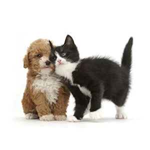 Black-and-white kitten, Solo, 6 weeks, rubbing against F1b toy Goldendoodle (Golden