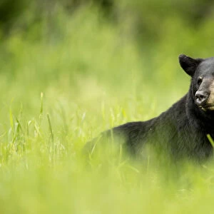 Black bear (Ursus americanus) male resting in grass meadow, Minnesota, USA, June