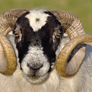 Black-faced sheep (Ovis domesticus) ram, head portrait, Isle of Islay, Hebrides, Scotland, UK. April