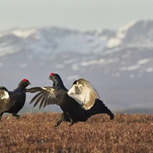 Black grouse (Tetrao tetrix) two males fighting at lek site with mountains in the background