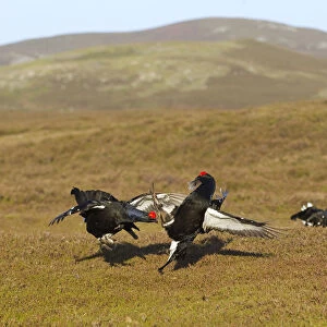 Black grouse (Tetrao tetrix) males fighting at lek site, Cairngorms National Park