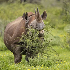 Black rhinoceros (Diceros bicornis) browsing on a thorny Acacia bush, Etosha National Park, Namibia