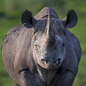 Black rhinoceros (Diceros bicornis) stands in evening light on Chiefas Island in Okavango Delta