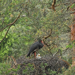 Black stork (Ciconia nigra) on nest with chick, Latvia, June 2009. WWE OUTDOOR EXHIBITION
