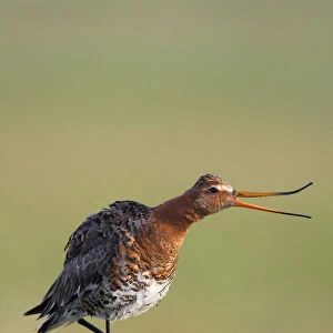 Black tailed godwit (Limosa limosa) standing on one leg on post calling, Texel, Netherlands