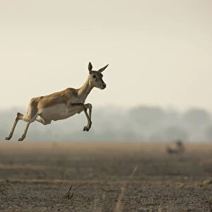 Blackbuck (Antelope cervicapra), female, running with high jumps known as Pronking