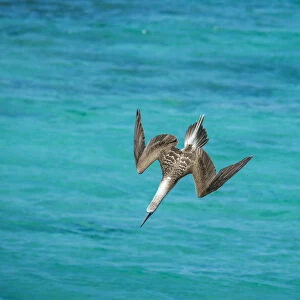 Blue-footed booby (Sula nebouxii) diving towards sea, folding wings. Northeast coast