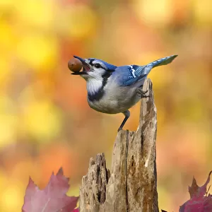 Blue jay (Cyanocitta cristata) holding an acorn in its bill whilst perched on tree stump