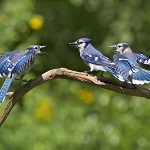 Blue jays (Cyanocitta cristata) two fledglings beg by fluttering wings at adult (center bird)