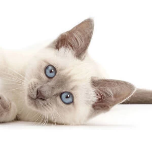 Blue-point kitten lying on her side