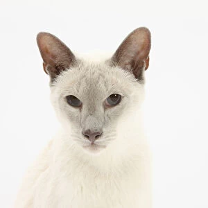 Blue point Siamese cat, Jacob, 9 years