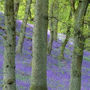 Bluebells (Hyacinthoides non-scripta) flowering in oakwood, Perthshire, Scotland, UK, May