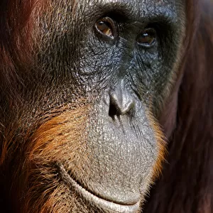 Bornean Orangutan (Pongo pygmaeus) female face portrait, Tanjung Puting reserve, Camp Leakey