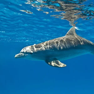 Bottlenose dolphin (Tursiops truncatus) swimming beneath the surface of the sea, Sandy Ridge