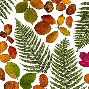 Bramble leaves (Rubus fruticosus) and bracken fronds changing colour in autumn
