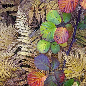 Bramble leaves (Rubus plicatus) and Bracken fronds (Pteridium sp) changing colour in autumn
