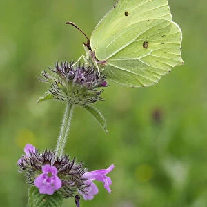 Brimstone butterfly (Goneopteryx rhamni) male on Wild basil flower (Clinopodium vulgare)