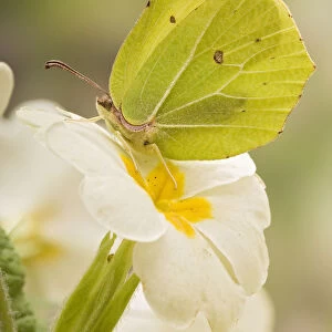 Brimstone butterfly (Gonepteryx rhamni) Male at rest on Primrose flower, West Sussex