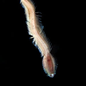 Bristleworm {Nereididae} swimming, Saltstraumen, Bod, Norway, October 2008