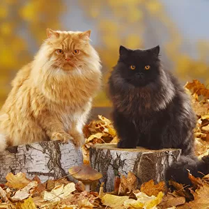 British Longhair Cats, tomcats, black and red coated (Highlander, Lowlander, Britannica)