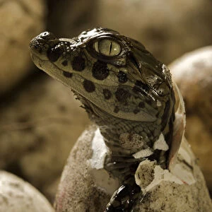 Broad snouted caiman (Caiman latirostris) hatching from egg in nest, Sante Fe, Argentina