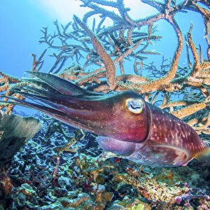 Broadclub cuttlefish (Sepia latimanus) over pristine coral reef, Kimbe Bay
