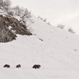 Brown bear (Ursus arctos) mother leads three cubs over hillside in snow, Kamchatka