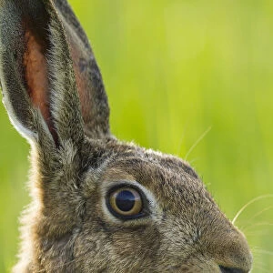 Brown hare (Lepus europaeus) adult in arable field, Scotland, August