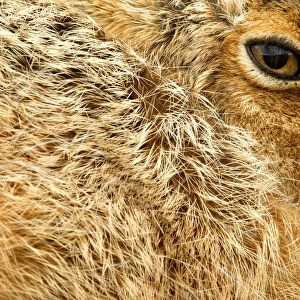 Brown Hare (Lepus europaeus) close-up of fur and eye. Derbyshire, UK, March