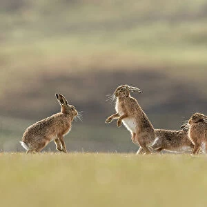 Brown hare, (Lepus europaeus), group of animals in field, Islay, Scotland, UK. March