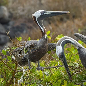 Brown pelican (Pelecanus occidentalis) pair in breeding plumage during courtship display