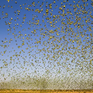 Budgerigars (Melopsittacus undulatus), flocking to find water, Summer, Northern Territory