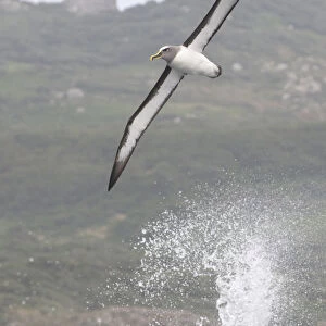 Bullers albatross (Thalassarche bulleri) flying over sea, Chatham Islands, off
