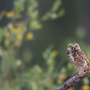 Burrowing owl (Athene cunicularia) perched on branch, Tambopata, Madre de Dios, Peru