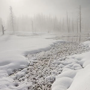 Calcified trees at Tangled Creek in winter, Yellowstone National Park, Wyoming, USA