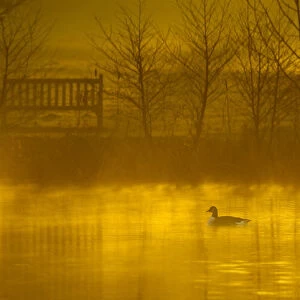 Canada goose (Branta canadensis) silhouetted on lake at dawn, Stockport, Cheshire