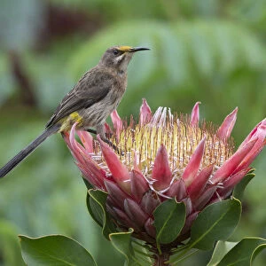 Cape sugarbird (Promerops cafer) on king protea, Kirstenbosch National Botanical Garden