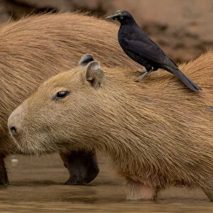 Capybara (Hydrochaeris hydrochaeris) with a Giant Cowbird (Scaphidura oryzivora)