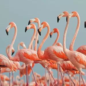 Caribbean flamingo (Phoenicopterus ruber), Ria Lagartos Biosphere Reserve, Yucatan Peninsula, Mexico, June