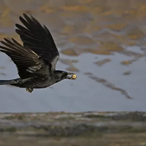 Carrion Crow (Corvus corone) in flight with Cockle shell, Liverpool Bay, UK, November