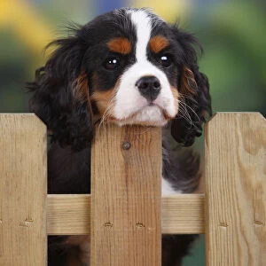 Cavalier King Charles Spaniel, male puppy with tricolor coat, aged 3 months, at